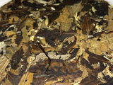Lao Bai Mu Dan, Yunnan, A, 2019