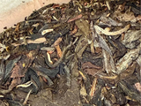 Sheng Pu Erh Blue Mark, Song Ping Hao Tea House, AA, 2006