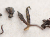 Red tea Kolor Querti (Golden bud) from Granny Nargiza, АА, Georgia, 2025