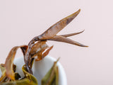 Yunnan Gao Shan Ye Sheng Bai Cha ze 100-letnich drzew, ААА, 2024